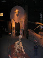 Dinosaur Museum at Trelew